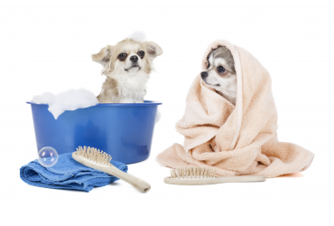 Grooming Tips To Keep Your Dog In Tip Top Condition